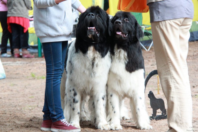 Фото: ньюфаундленд Кипер Соул Ноу Даут Бэст (Keeper Soul Nou Daut Best), ньюфаундленд Кипер Соул Нью Стар (Keeper Soul New Star)