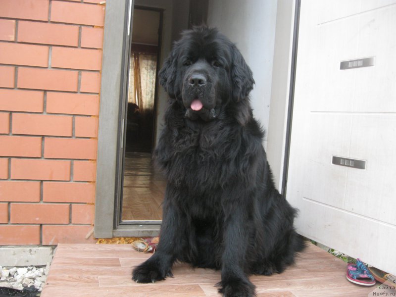 Фото: ньюфаундленд Ньюфорт Черный Шоколад