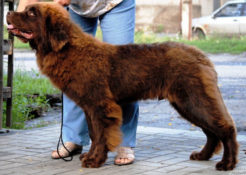 Фото: ньюфаундленд Моя Стихия Король Лев