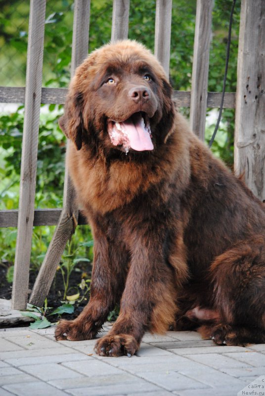 Фото: ньюфаундленд Моя Стихия Король Лев