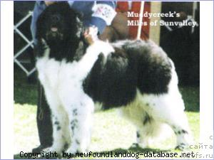 Фото: ньюфаундленд Muddy Creeks Miles of Sun Valley