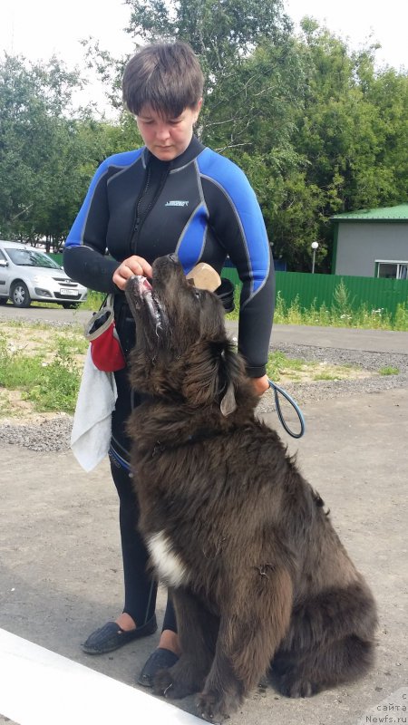Фото: Елена Богданова, ньюфаундленд Ангел Хранитель Граффидд (Angel Khranitel Gruffidd)