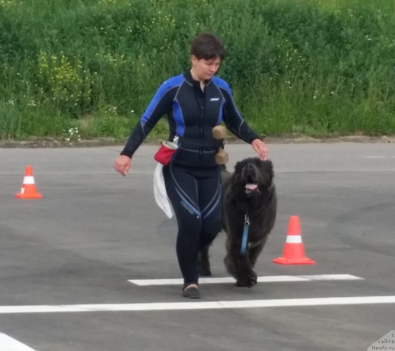 Фото: Елена Богданова, ньюфаундленд Ангел Хранитель Граффидд (Angel Khranitel Gruffidd)