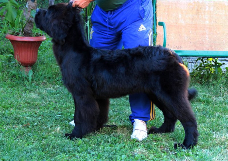 Фото: ньюфаундленд Galatea Dinastiya Soverchenstva