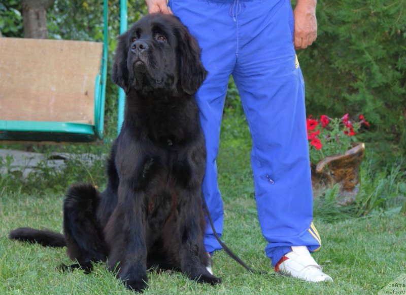 Фото: ньюфаундленд Galatea Dinastiya Soverchenstva