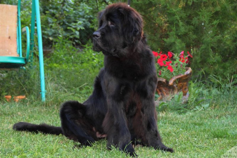 Фото: ньюфаундленд Galatea Dinastiya Soverchenstva