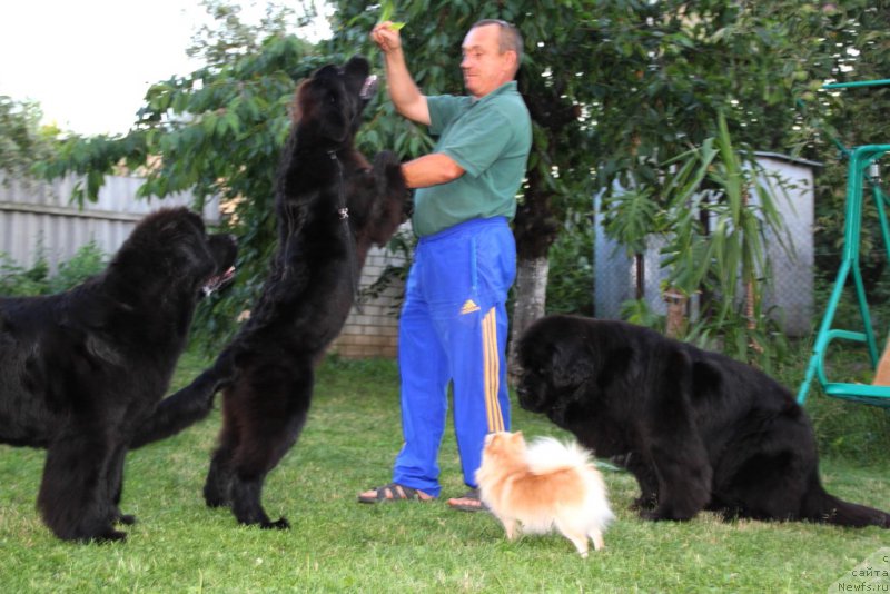 Фото: ньюфаундленд Аллегро Кон Брио Династия Совершенства (Allegro Con Brio Dinastiya Soverchenstva), ньюфаундленд Galatea Dinastiya Soverchenstva, ньюфаундленд Бегущая по Волнам Хаста ла Виста (Beguschaya po Volnam Hasta la Vista)