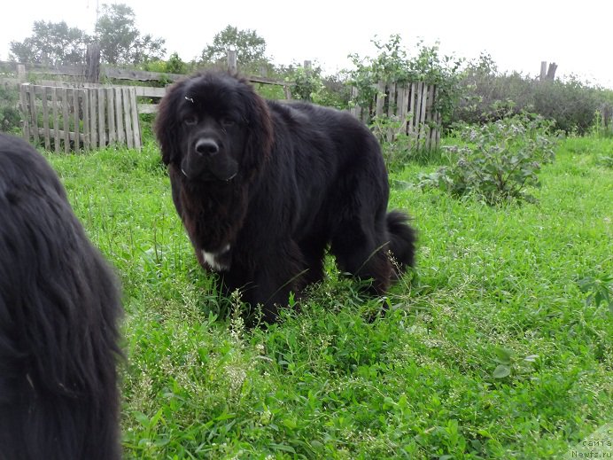 Фото: ньюфаундленд Супер Бизон Норберто