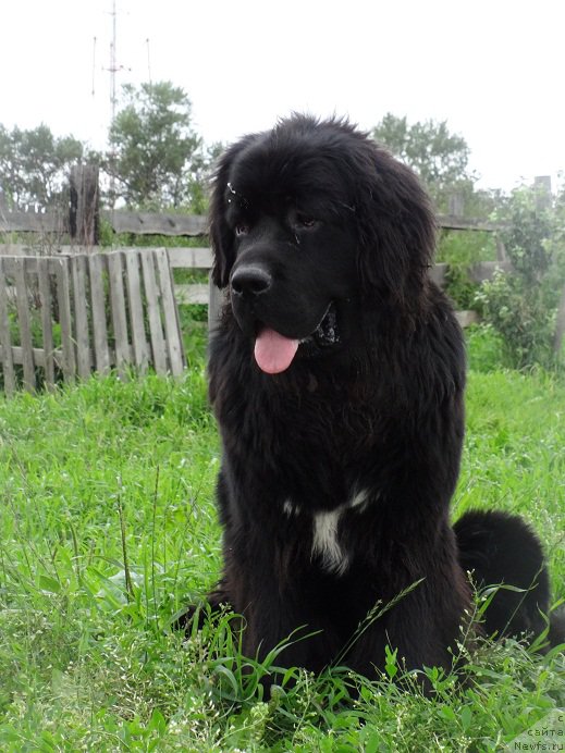 Фото: ньюфаундленд Супер Бизон Норберто
