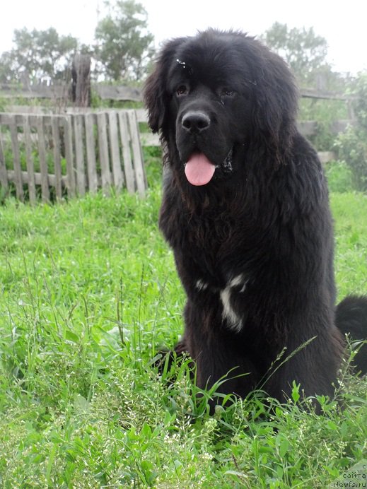 Фото: ньюфаундленд Супер Бизон Норберто