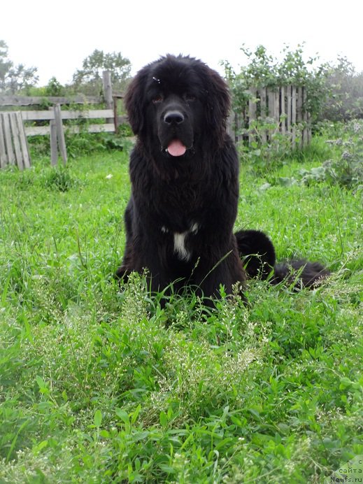 Фото: ньюфаундленд Супер Бизон Норберто