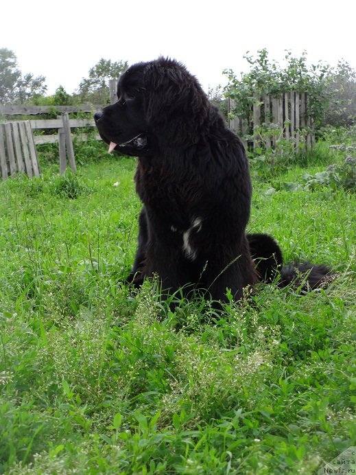 Фото: ньюфаундленд Супер Бизон Норберто