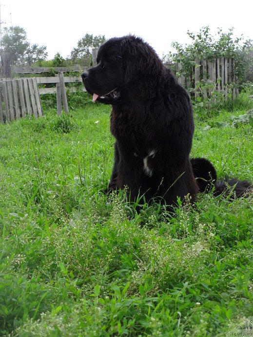 Фото: ньюфаундленд Супер Бизон Норберто