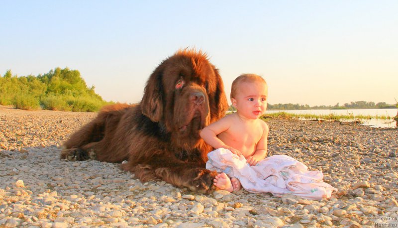 Фото: ньюфаундленд Фактурный Фрукт с Берега Дона (Fakturnyi Frukt s Berega Dona)