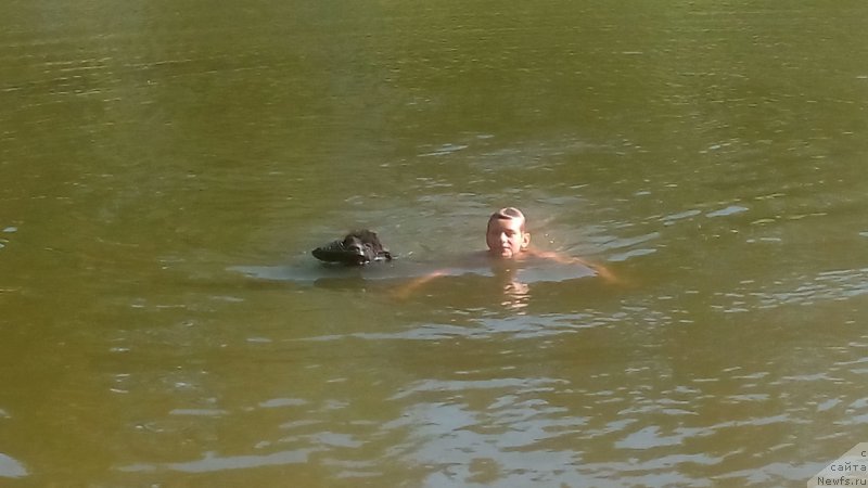 Фото: ньюфаундленд Черный Балу Ева Браун