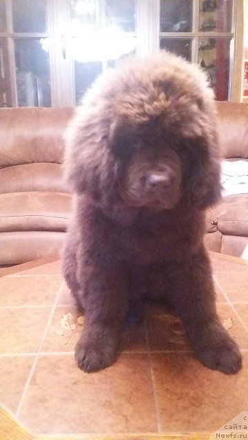 Фото: ньюфаундленд Интрига Ринга Вишня в Шоколаде