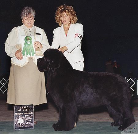 Фото: ньюфаундленд Pouch Cove's Statesman