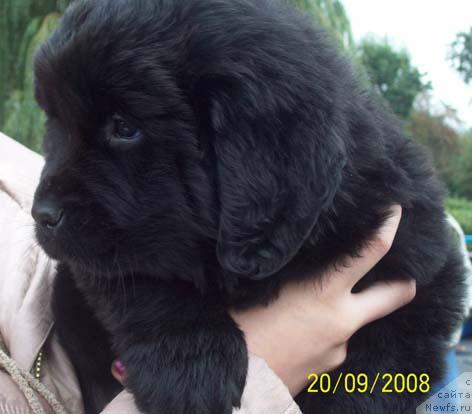 Фото: Щенок от Джины и Барри Пейв Блейка