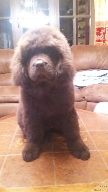 Фото: ньюфаундленд Интрига Ринга Вишня в Шоколаде