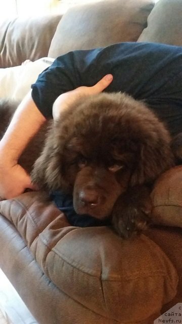 Фото: ньюфаундленд Интрига Ринга Вишня в Шоколаде