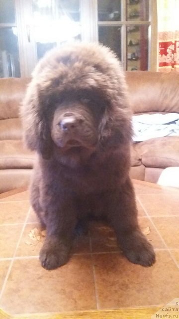 Фото: ньюфаундленд Интрига Ринга Вишня в Шоколаде