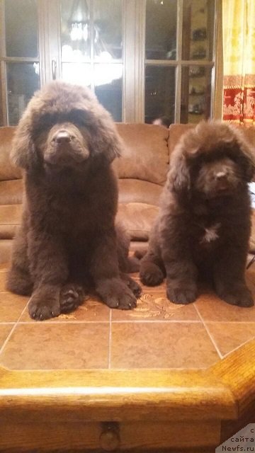 Фото: ньюфаундленд Интрига Ринга Вишня в Шоколаде, ньюфаундленд Хит Шелико Гуди Хот Чоколат