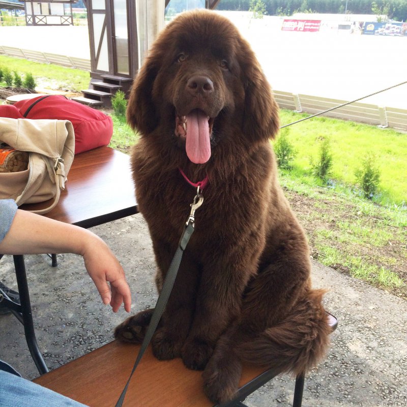 Фото: ньюфаундленд Ньюфорт Васаби