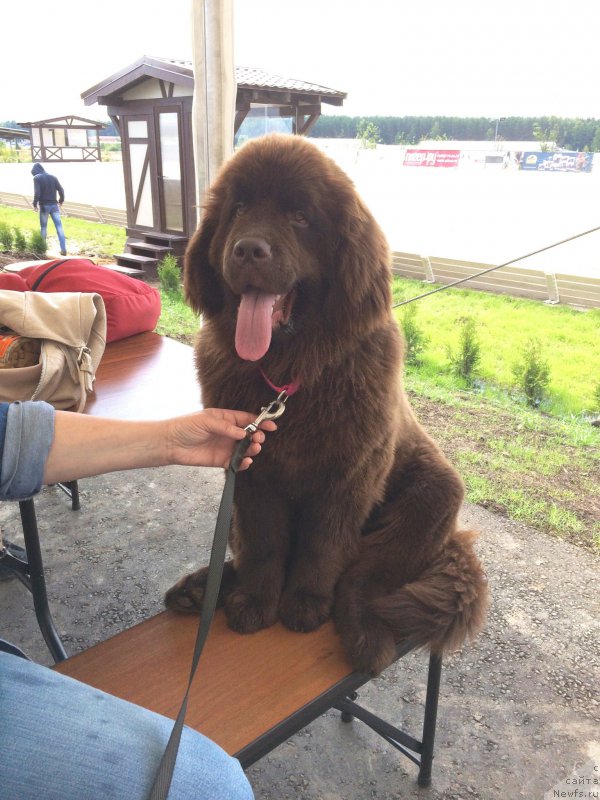 Фото: ньюфаундленд Ньюфорт Васаби