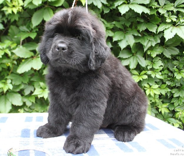 Фото: Арнольд из Академии Шоколада, ньюфаундленд Фееричная Фортунатусси с Берега Дона (Feerichnaja Fortunatussi s Berega Dona)