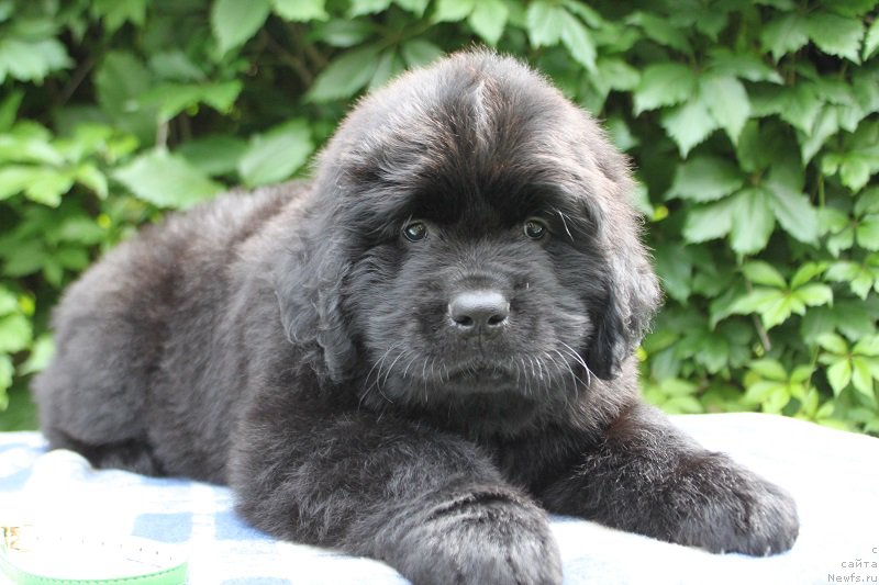 Фото: Арнольд из Академии Шоколада, ньюфаундленд Фееричная Фортунатусси с Берега Дона (Feerichnaja Fortunatussi s Berega Dona)