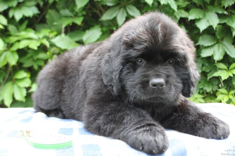 Фото: Арнольд из Академии Шоколада, ньюфаундленд Фееричная Фортунатусси с Берега Дона (Feerichnaja Fortunatussi s Berega Dona)