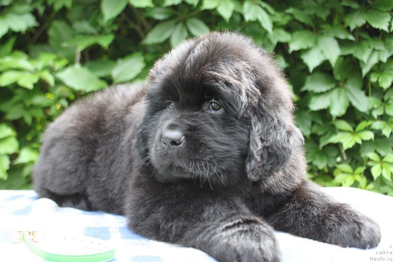 Фото: Арнольд из Академии Шоколада, ньюфаундленд Фееричная Фортунатусси с Берега Дона (Feerichnaja Fortunatussi s Berega Dona)