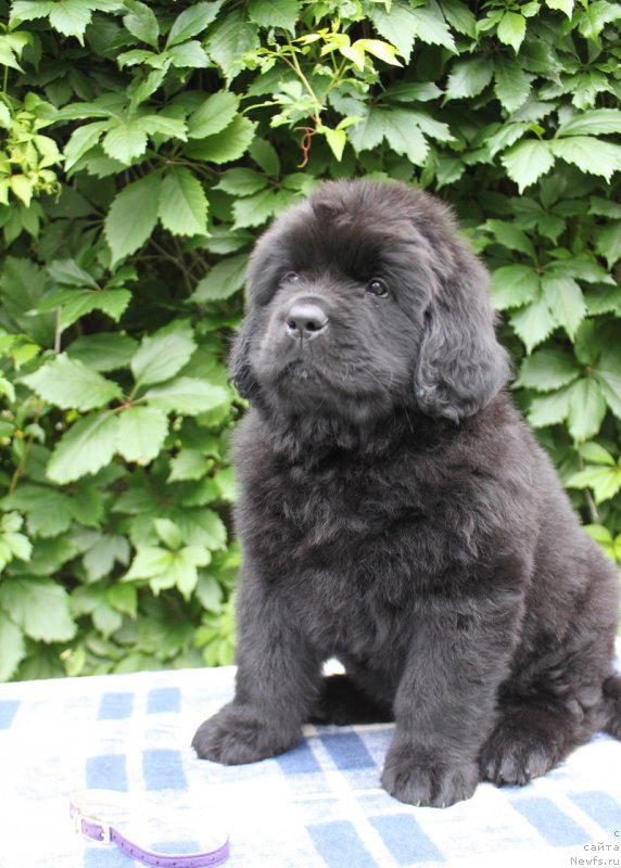 Фото: Альтаир из Академии Шоколада, ньюфаундленд Фееричная Фортунатусси с Берега Дона (Feerichnaja Fortunatussi s Berega Dona)