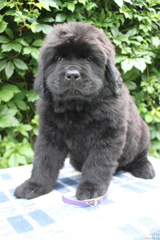 Фото: Альтаир из Академии Шоколада, ньюфаундленд Фееричная Фортунатусси с Берега Дона (Feerichnaja Fortunatussi s Berega Dona)