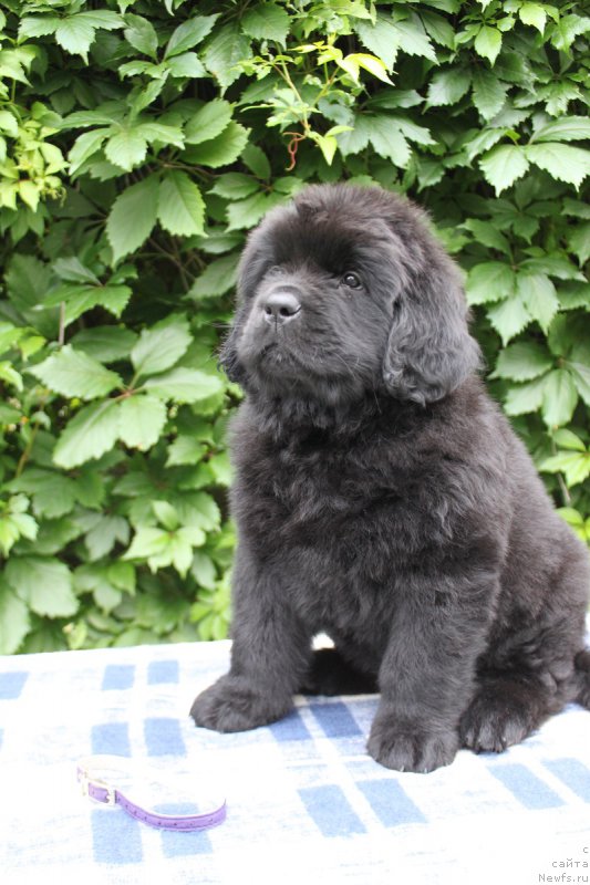 Фото: Альтаир из Академии Шоколада, ньюфаундленд Фееричная Фортунатусси с Берега Дона (Feerichnaja Fortunatussi s Berega Dona)