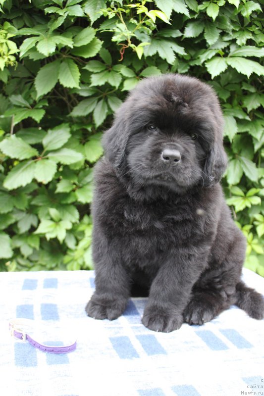 Фото: Альтаир из Академии Шоколада, ньюфаундленд Фееричная Фортунатусси с Берега Дона (Feerichnaja Fortunatussi s Berega Dona)