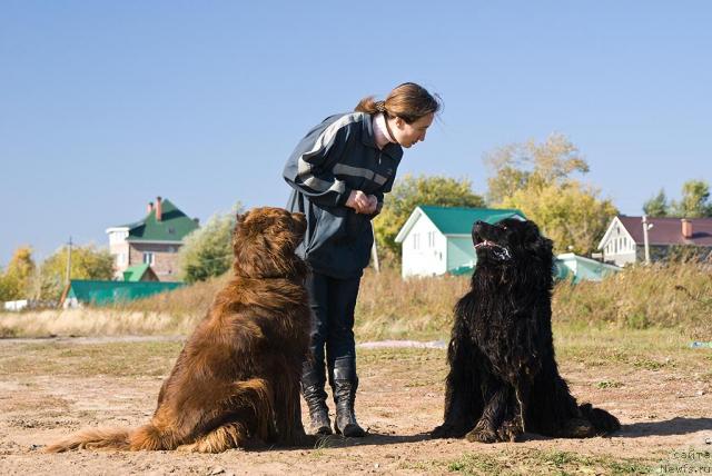 Фото: ньюфаундленд Лесная Сказка Изольда, Надежда Момот, ньюфаундленд Юган с Тоянова Городка (Ygan s Toyanova Gorodka)