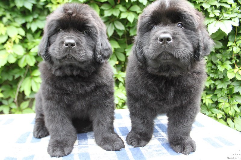 Фото: Альтаир и Арнольд из Академии Шоколада, ньюфаундленд Фееричная Фортунатусси с Берега Дона (Feerichnaja Fortunatussi s Berega Dona)