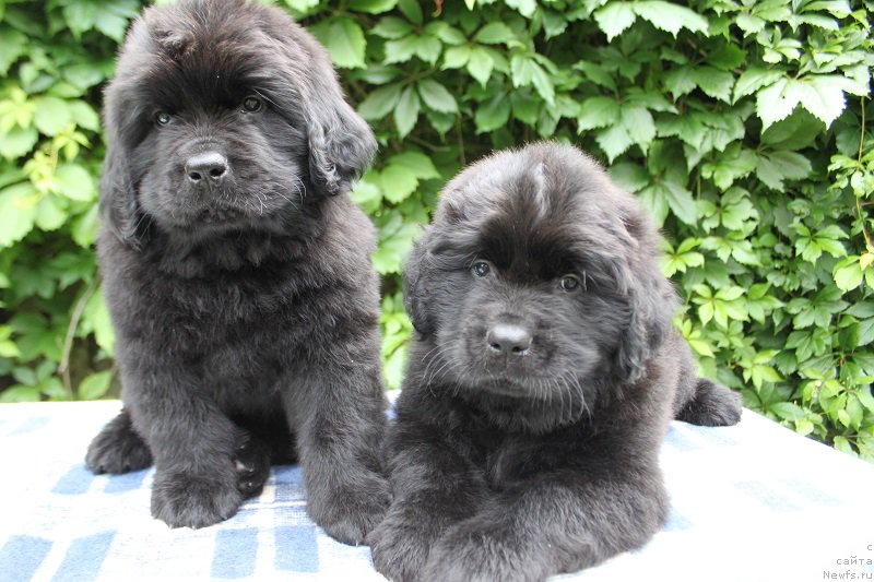 Фото: Альтаир и Арнольд из Академии Шоколада