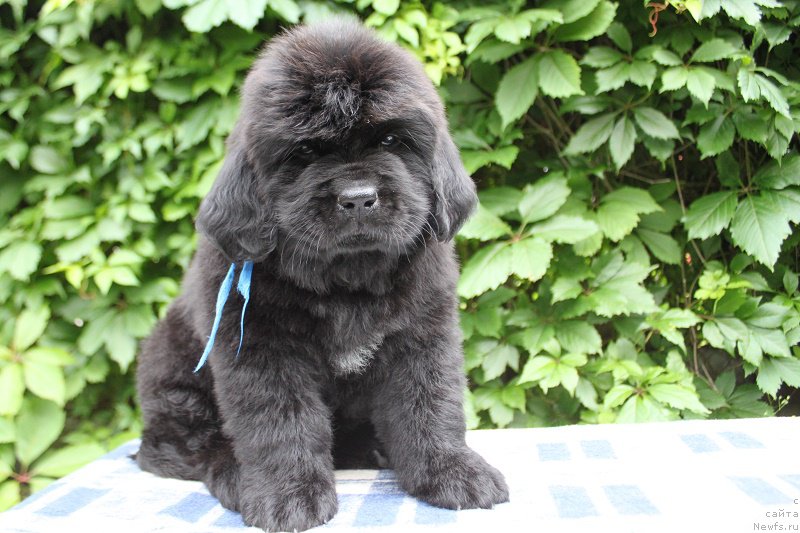 Фото: Аделия из Академии Шоколада, ньюфаундленд Фееричная Фортунатусси с Берега Дона (Feerichnaja Fortunatussi s Berega Dona)