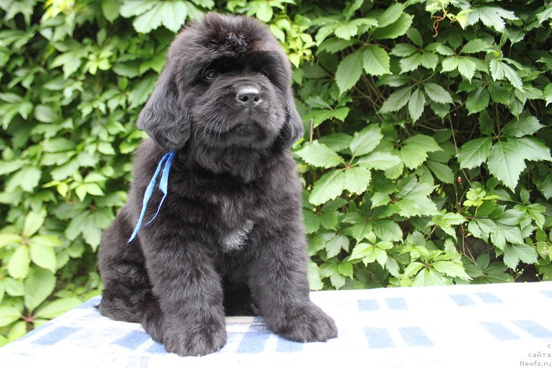 Фото: Аделия из Академии Шоколада, ньюфаундленд Фееричная Фортунатусси с Берега Дона (Feerichnaja Fortunatussi s Berega Dona)