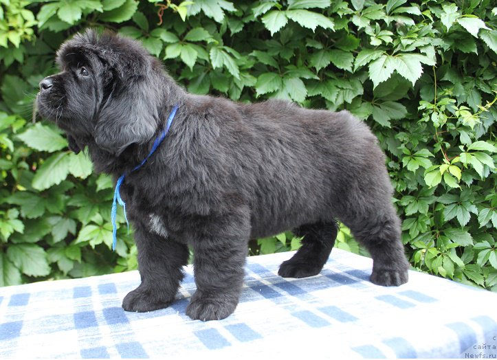 Фото: Аделия из Академии Шоколада, ньюфаундленд Фееричная Фортунатусси с Берега Дона (Feerichnaja Fortunatussi s Berega Dona)