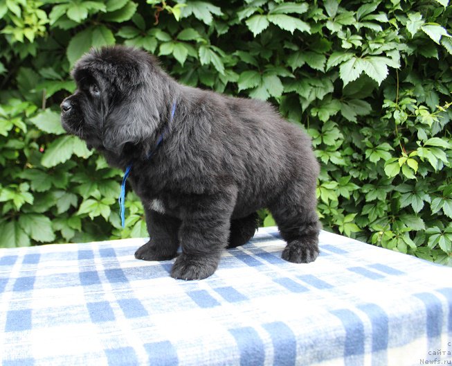 Фото: Аделия из Академии Шоколада, ньюфаундленд Фееричная Фортунатусси с Берега Дона (Feerichnaja Fortunatussi s Berega Dona)