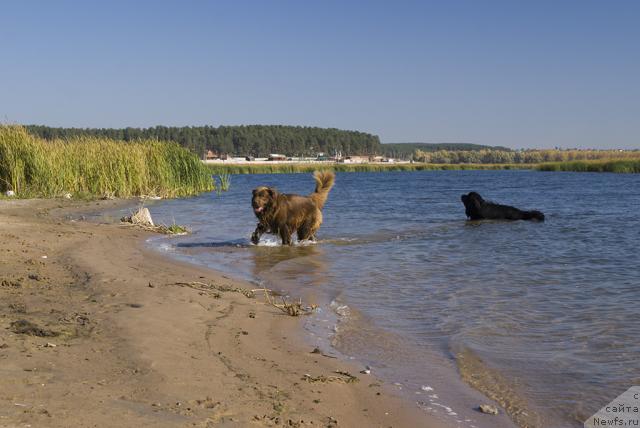 Фото: ньюфаундленд Лесная Сказка Изольда, ньюфаундленд Юган с Тоянова Городка (Ygan s Toyanova Gorodka)