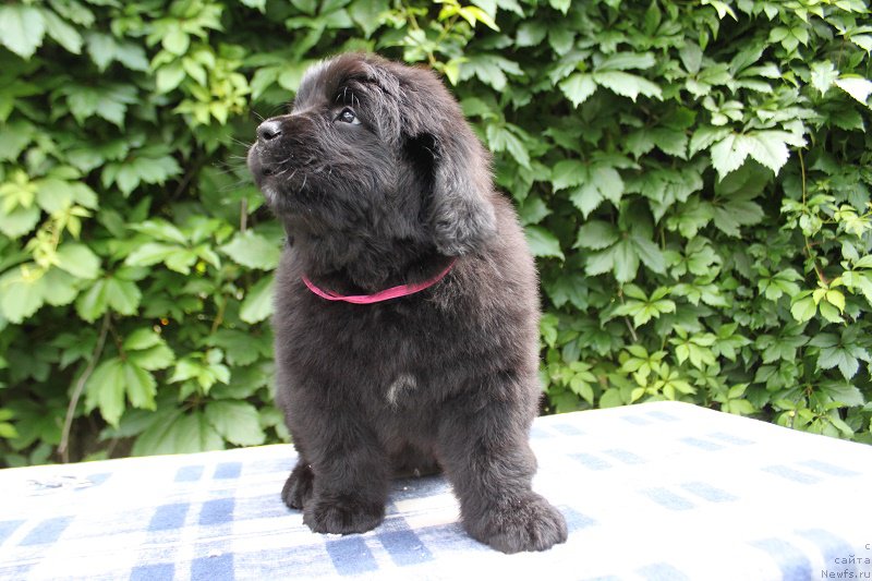 Фото: Ариэль из Академии Шоколада, ньюфаундленд Фееричная Фортунатусси с Берега Дона (Feerichnaja Fortunatussi s Berega Dona)