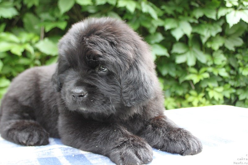 Фото: Ариэль из Академии Шоколада, ньюфаундленд Фееричная Фортунатусси с Берега Дона (Feerichnaja Fortunatussi s Berega Dona)