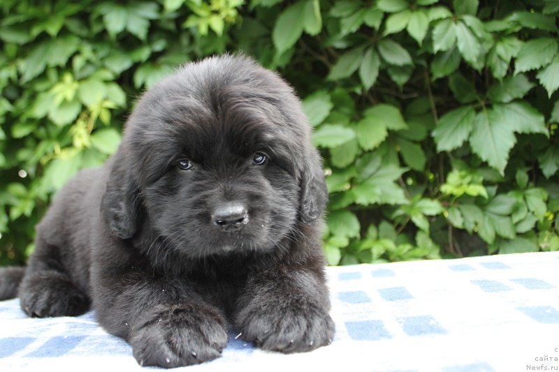 Фото: Ариэль из Академии Шоколада, ньюфаундленд Фееричная Фортунатусси с Берега Дона (Feerichnaja Fortunatussi s Berega Dona)