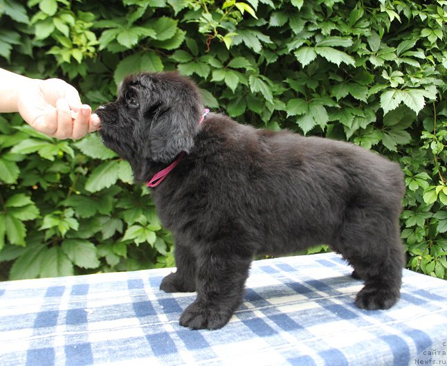 Фото: Ариэль из Академии Шоколада, ньюфаундленд Фееричная Фортунатусси с Берега Дона (Feerichnaja Fortunatussi s Berega Dona)