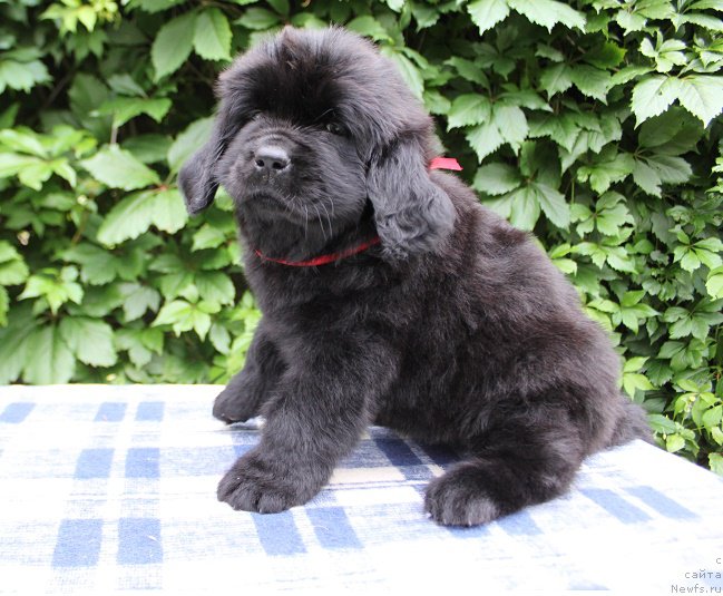 Фото: Амалия из Академии Шоколада, ньюфаундленд Фееричная Фортунатусси с Берега Дона (Feerichnaja Fortunatussi s Berega Dona)