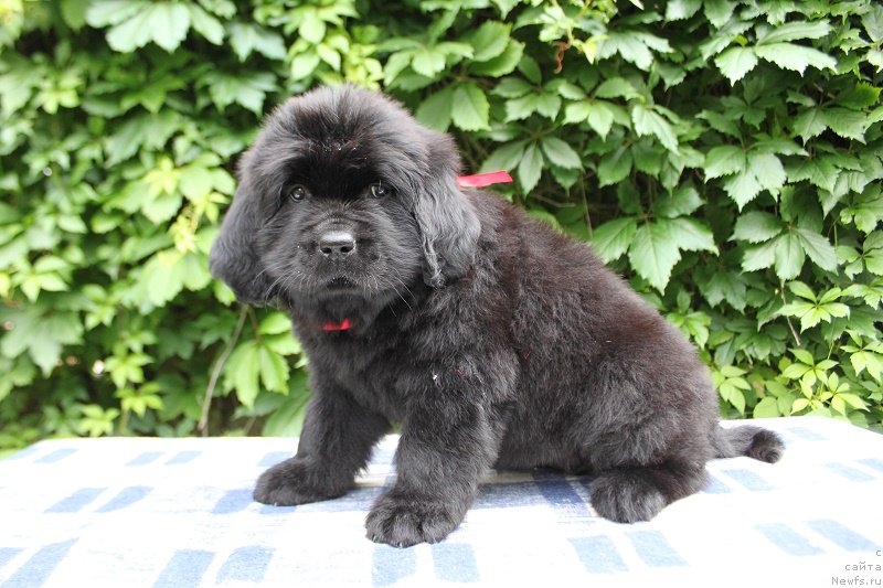 Фото: Амалия из Академии Шоколада, ньюфаундленд Фееричная Фортунатусси с Берега Дона (Feerichnaja Fortunatussi s Berega Dona)